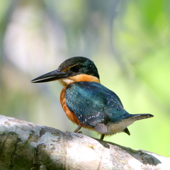 Chloroceryle aenea
