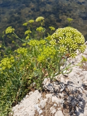 Crithmum maritimum