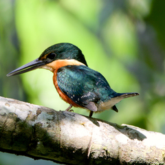 Chloroceryle aenea