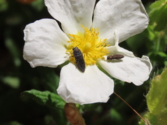 Acmaeodera bipunctata bipunctata