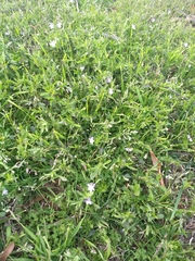 Triodanis perfoliata