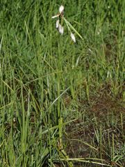 Eriophorum latifolium