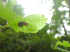 Polygonia progne