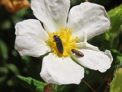 Acmaeodera bipunctata bipunctata