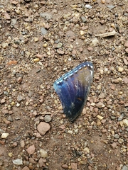 Limenitis arthemis