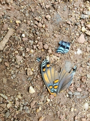 Limenitis arthemis
