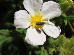 Acmaeodera bipunctata bipunctata