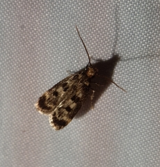 Martyringa latipennis