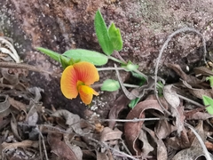 Zornia thymifolia