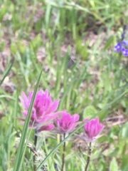Castilleja parviflora olympica