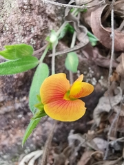 Zornia thymifolia