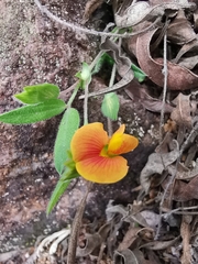 Zornia thymifolia