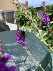 Bombus
