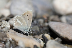 Aricia nicias