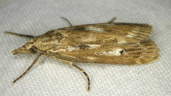 Occidentalia comptulatalis