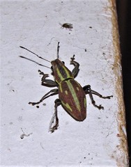 Naupactus dissimilis