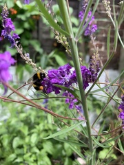Bombus terrestris