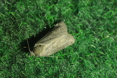 Nycteola asiatica