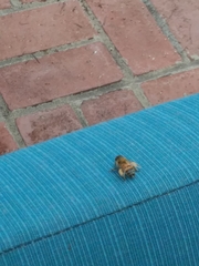 Apis mellifera