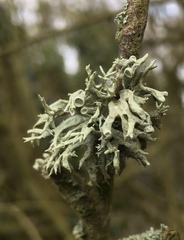 Ramalina fastigiata