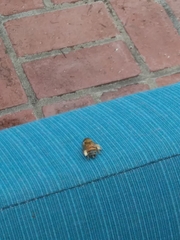 Apis mellifera