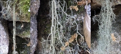Usnea articulata