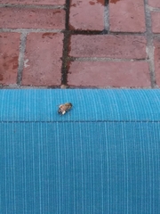 Apis mellifera