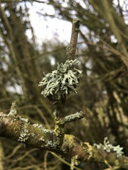 Ramalina fastigiata