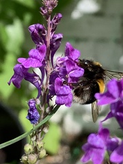 Bombus