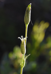 Silene invisa