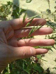 Bromus