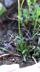 Silene invisa