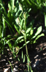 Silene invisa