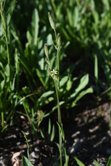 Silene invisa