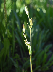 Silene invisa