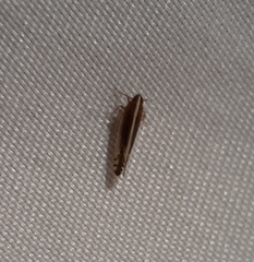 Stenocranus brunneus