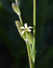 Silene invisa