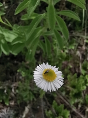 Erigeron pubescens