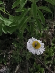 Erigeron pubescens