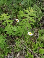 Erigeron pubescens
