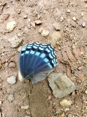 Limenitis arthemis