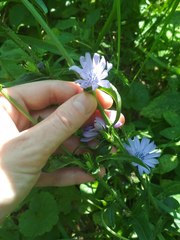 Cichorium intybus