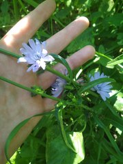 Cichorium intybus