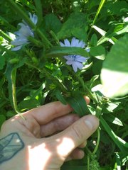 Cichorium intybus