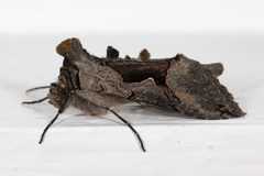 Autographa ampla