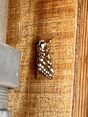Lophocampa ingens