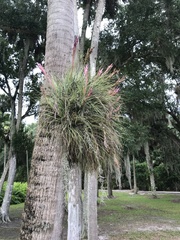 Tillandsia bartramii