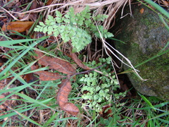 Asplenium hookerianum