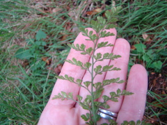 Asplenium hookerianum