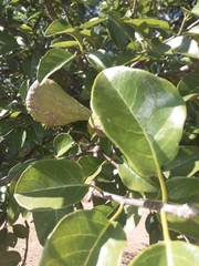 Aspidosperma pyrifolium
